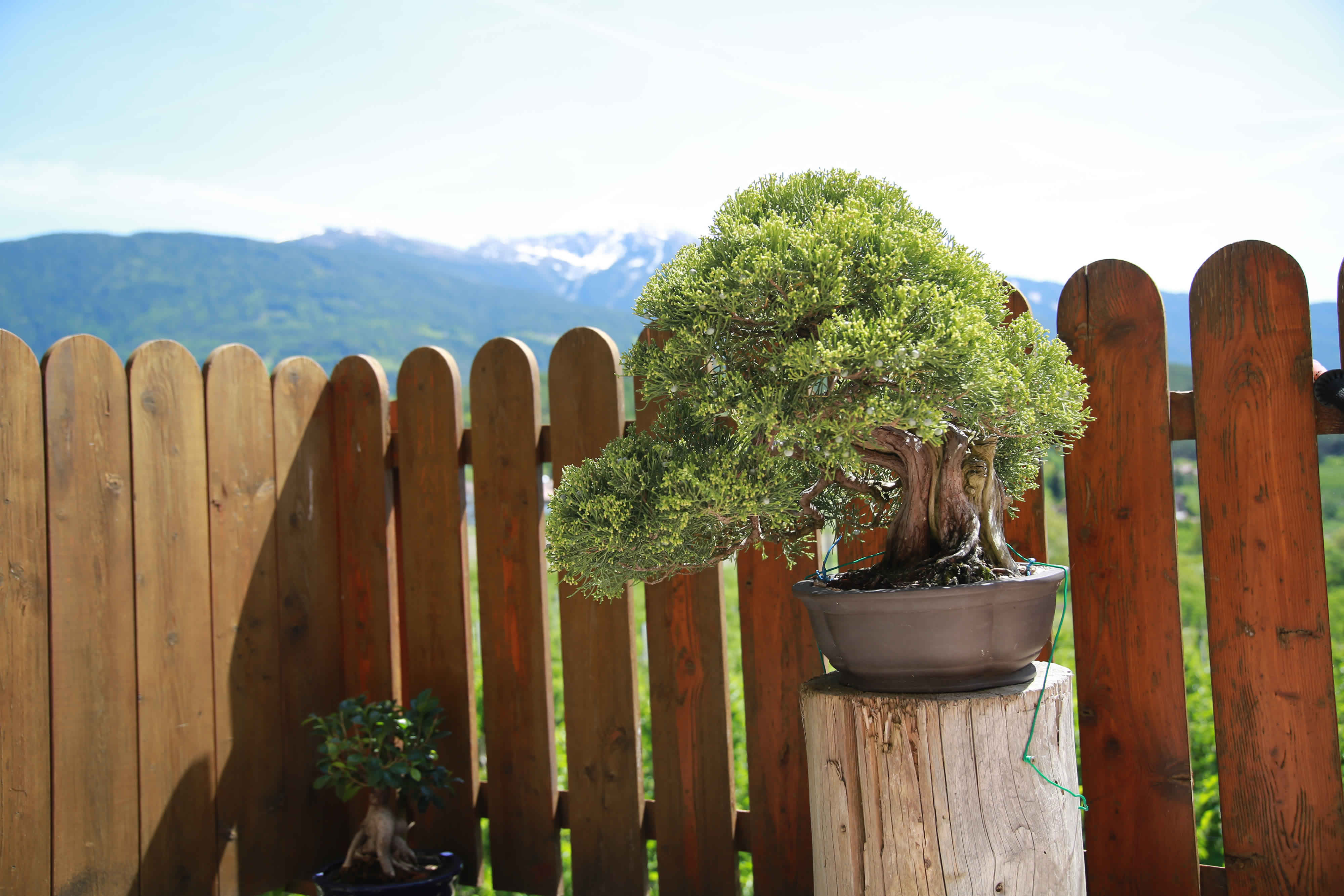 Juniperus chinensis Bonsai