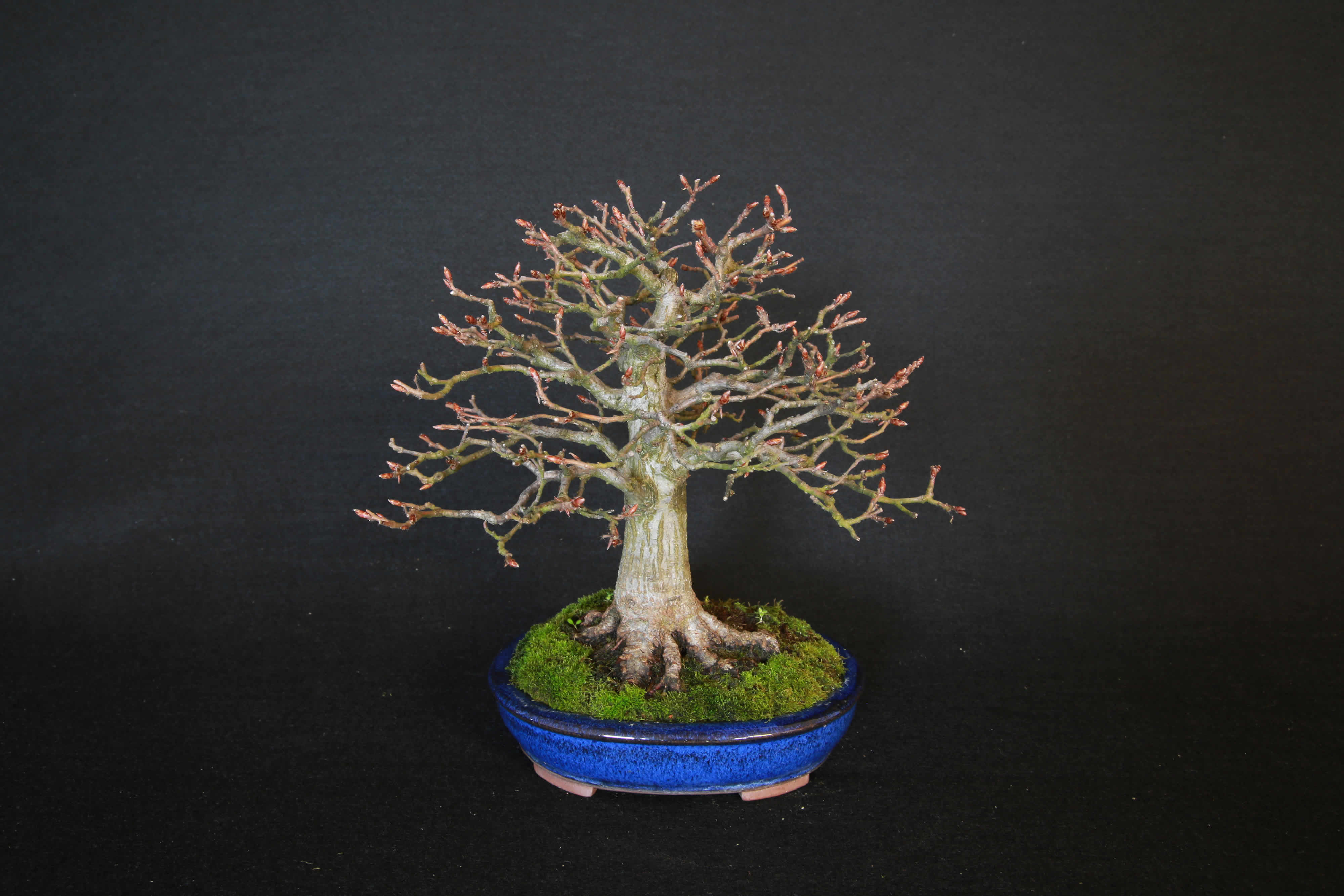 Shohin Hainbuche Carpinus