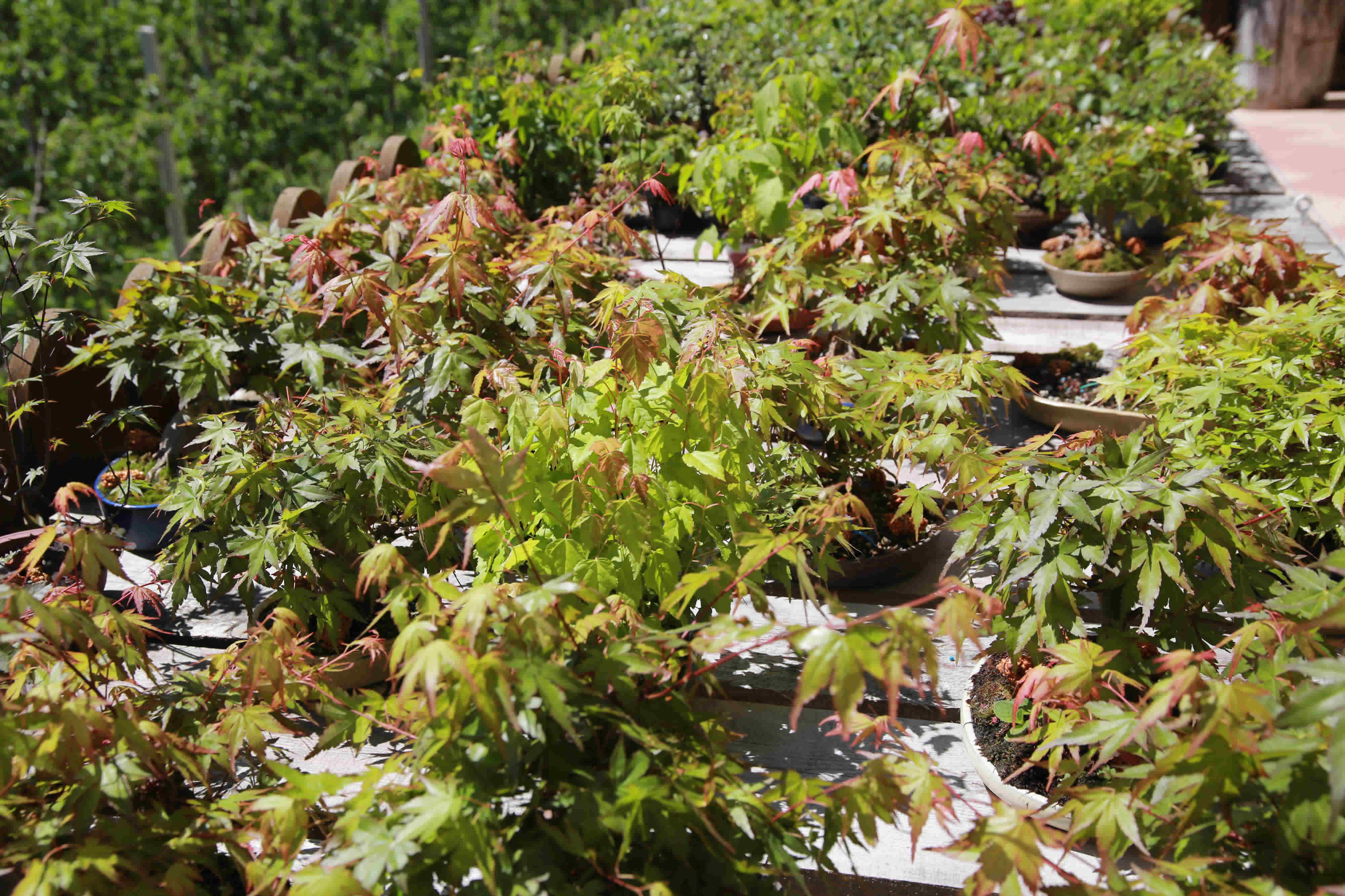 Shohin Acer