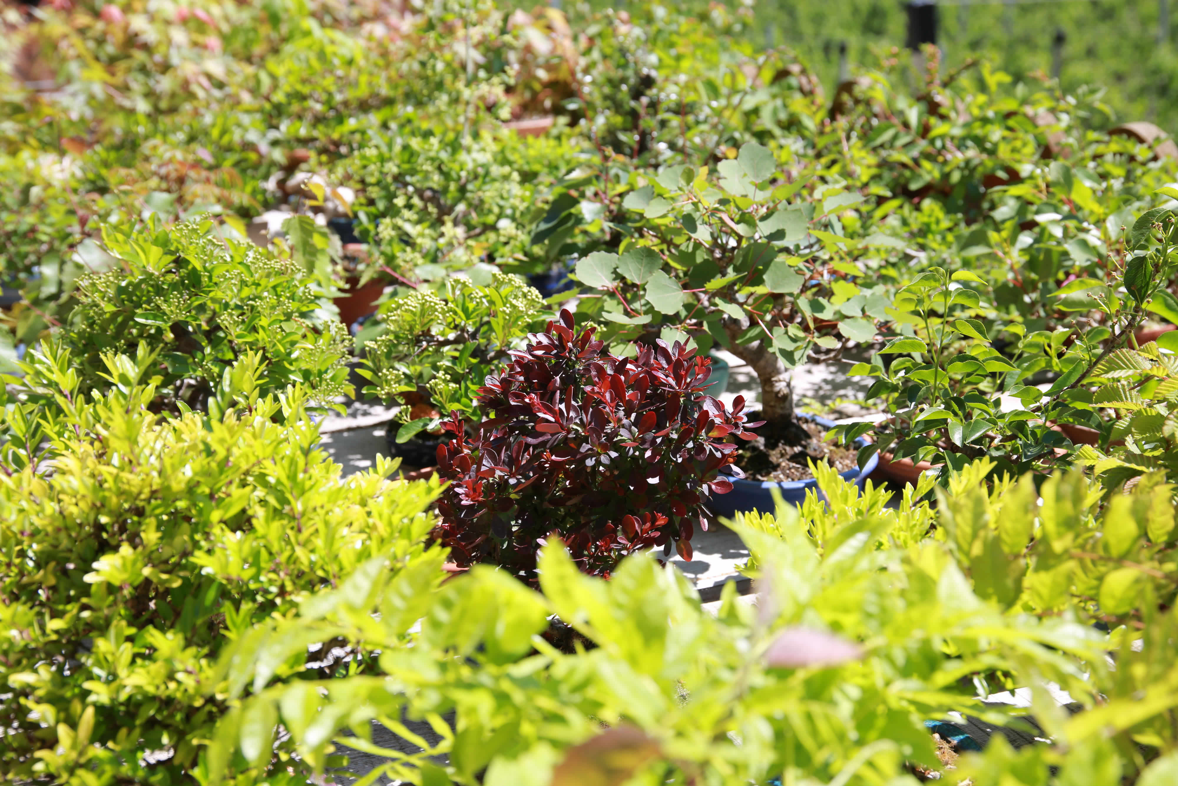 Ausstellen von Bonsai Shohin Berberis