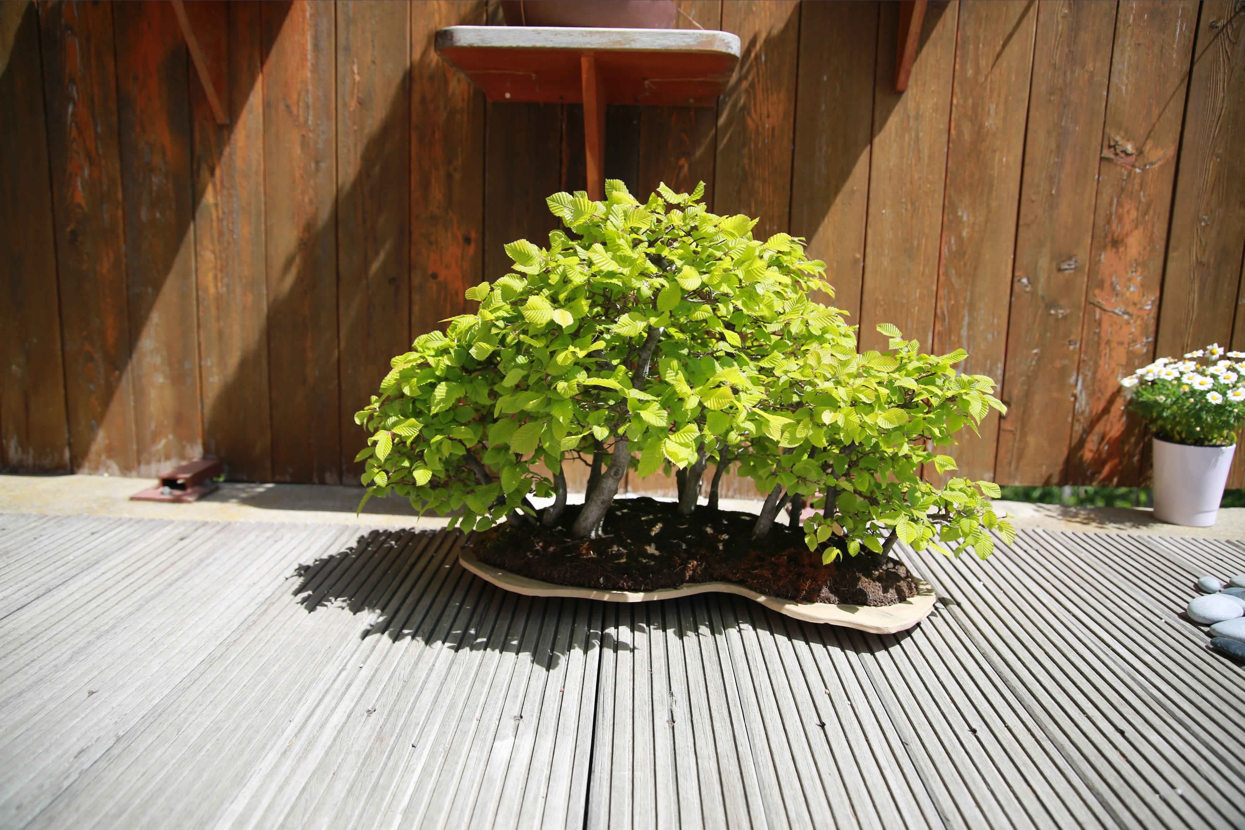 Hainbuchenwald Bonsai