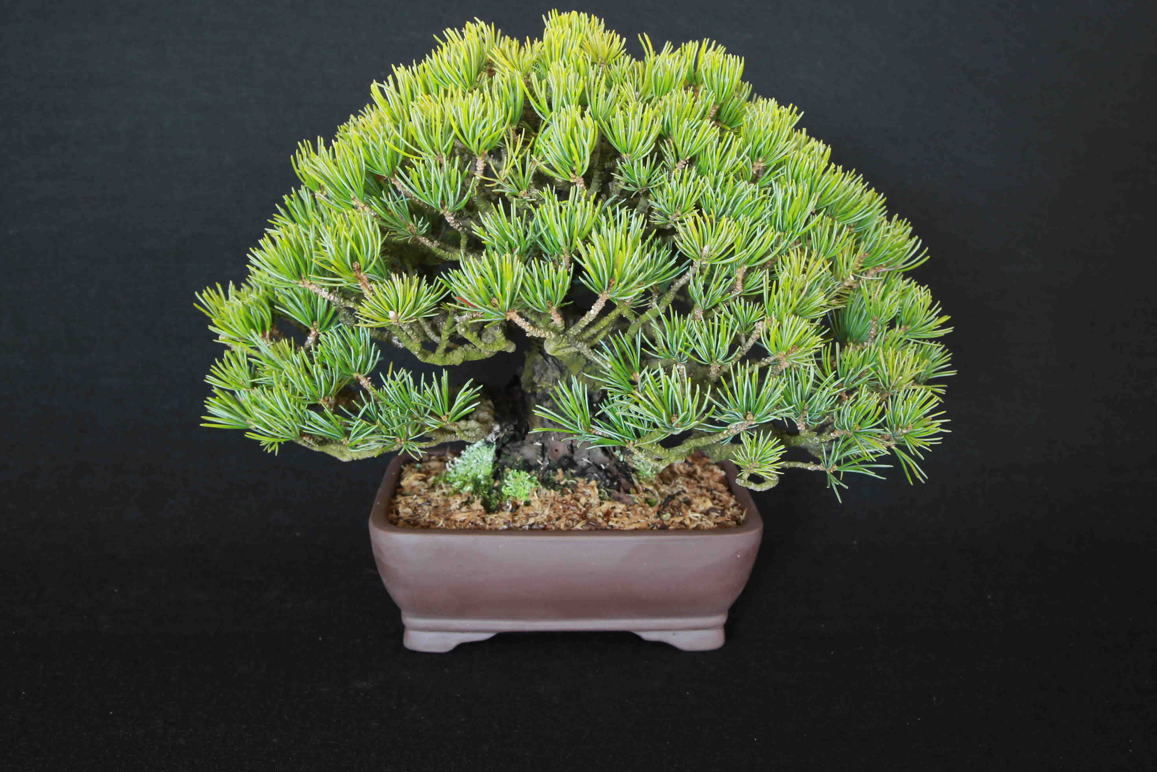 Shohin-Mdchenkiefer-Pinus-parviflora