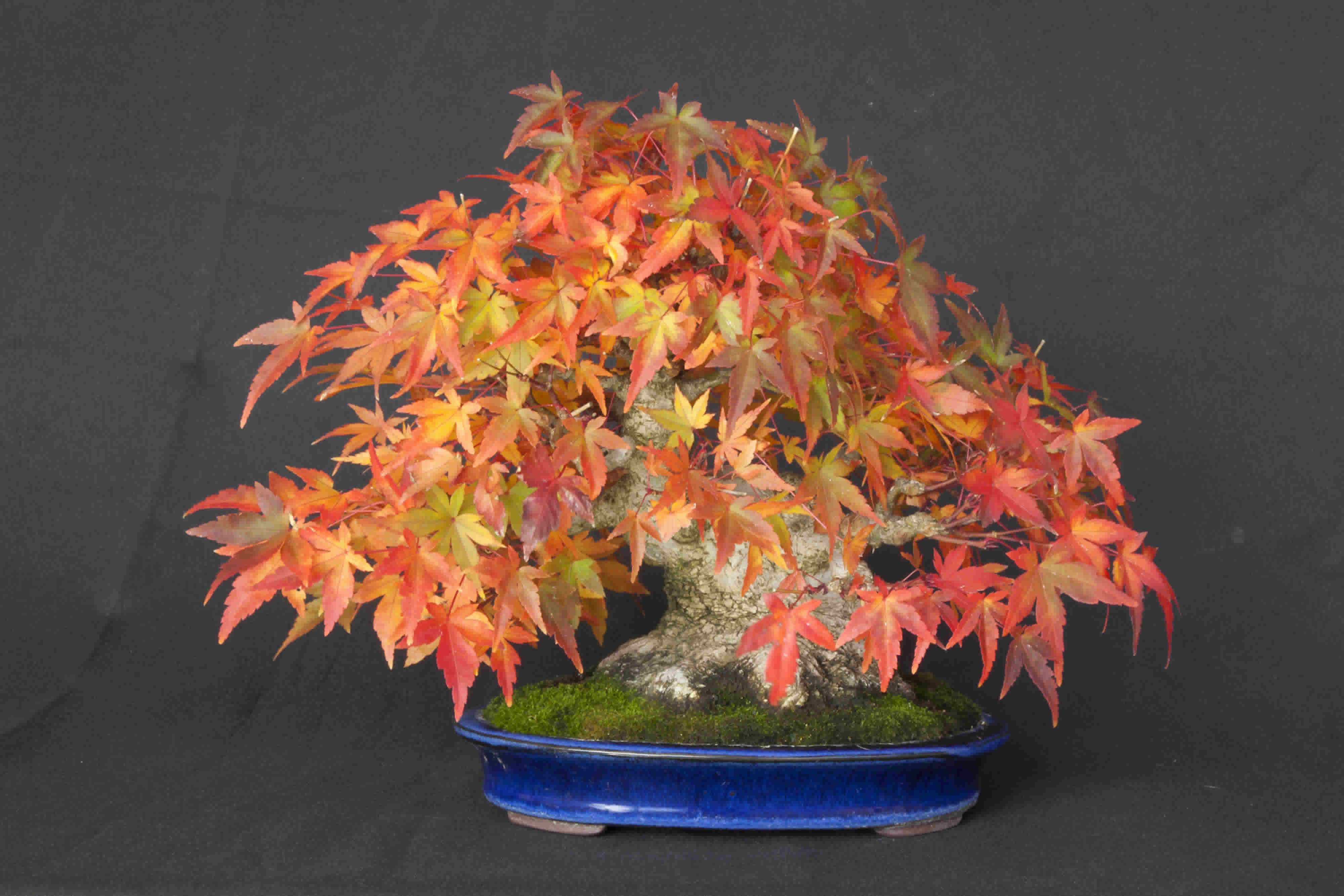 Shohin Acer Ahorn