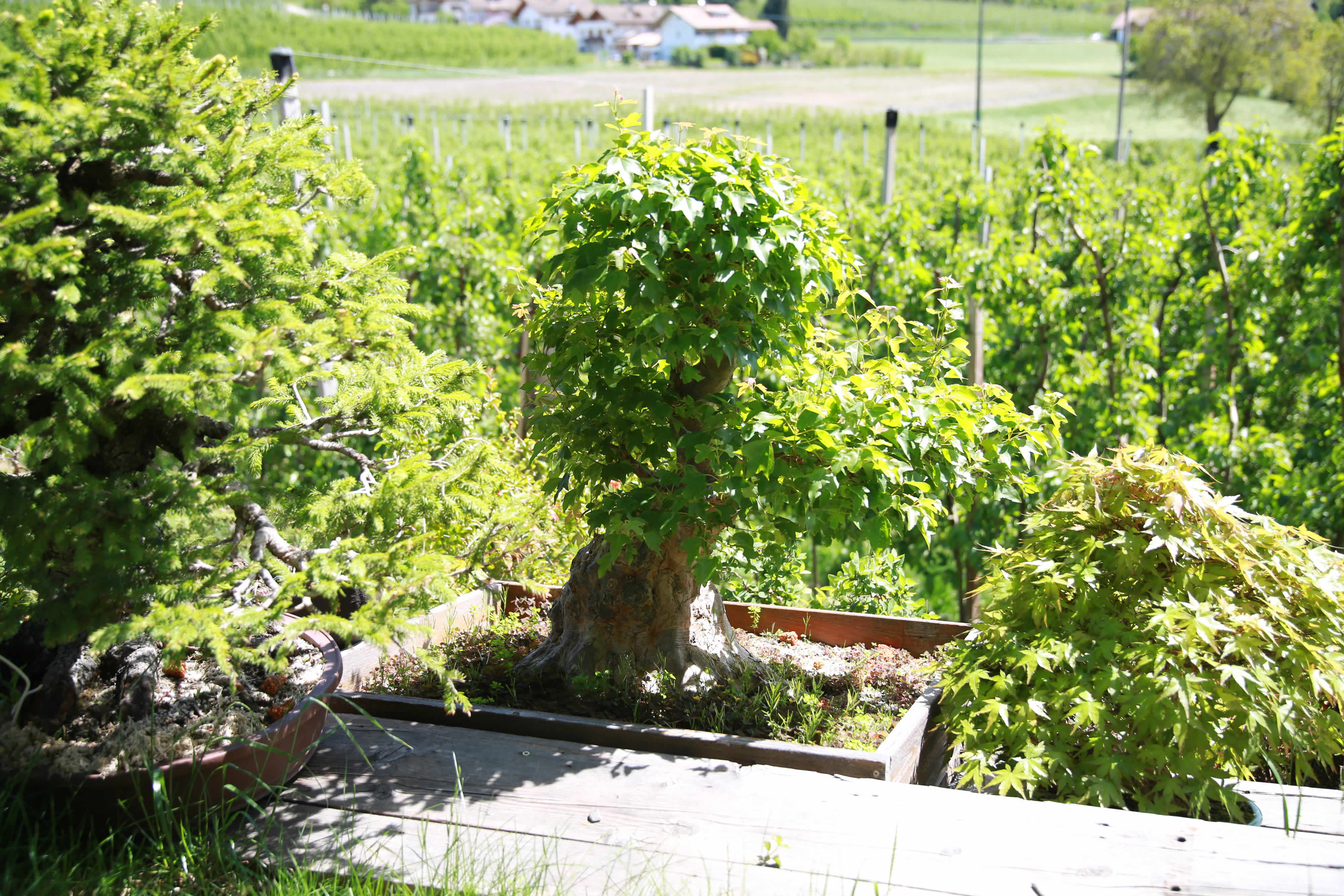 Acer buergerianum Bonsai