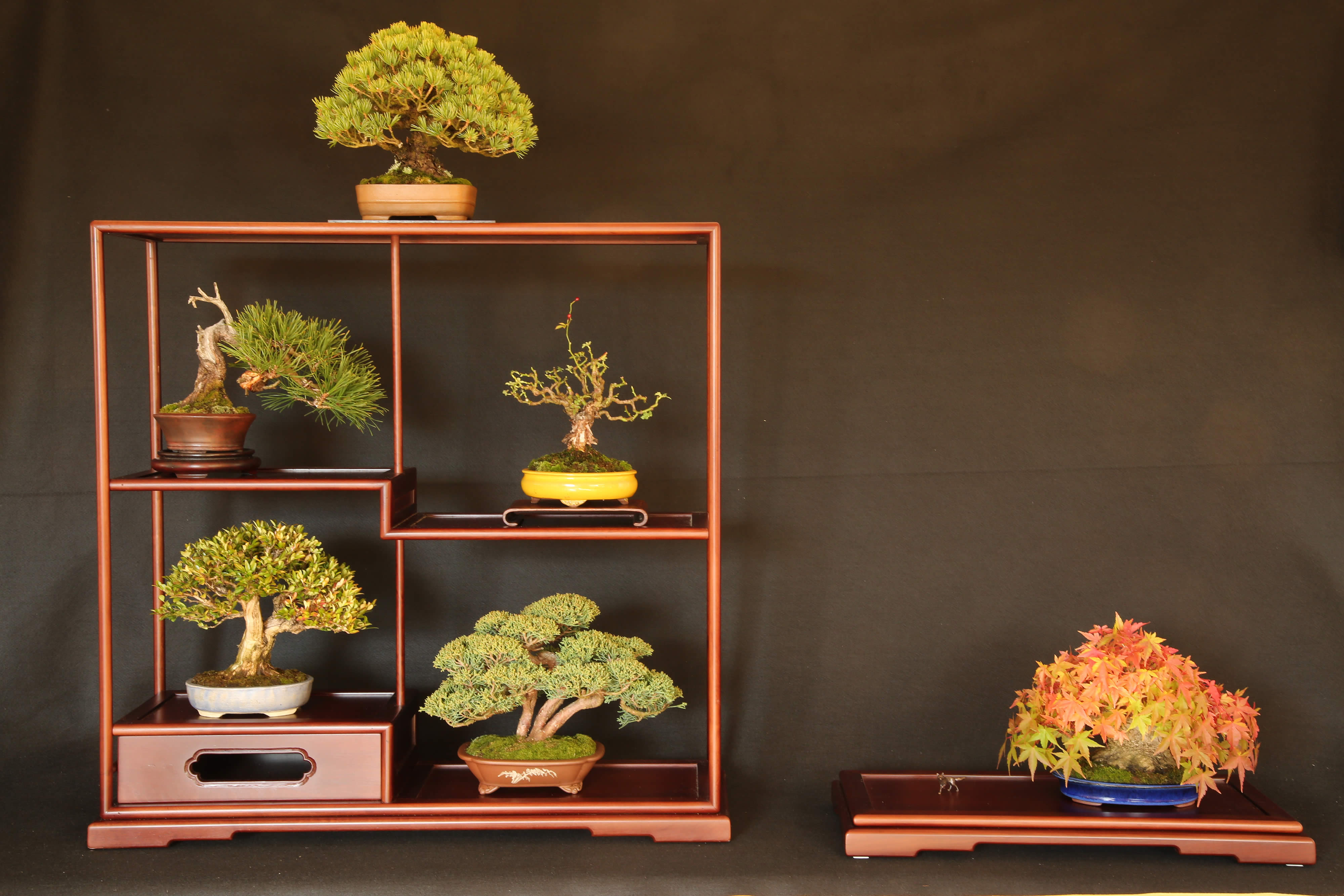 Shohin Display 