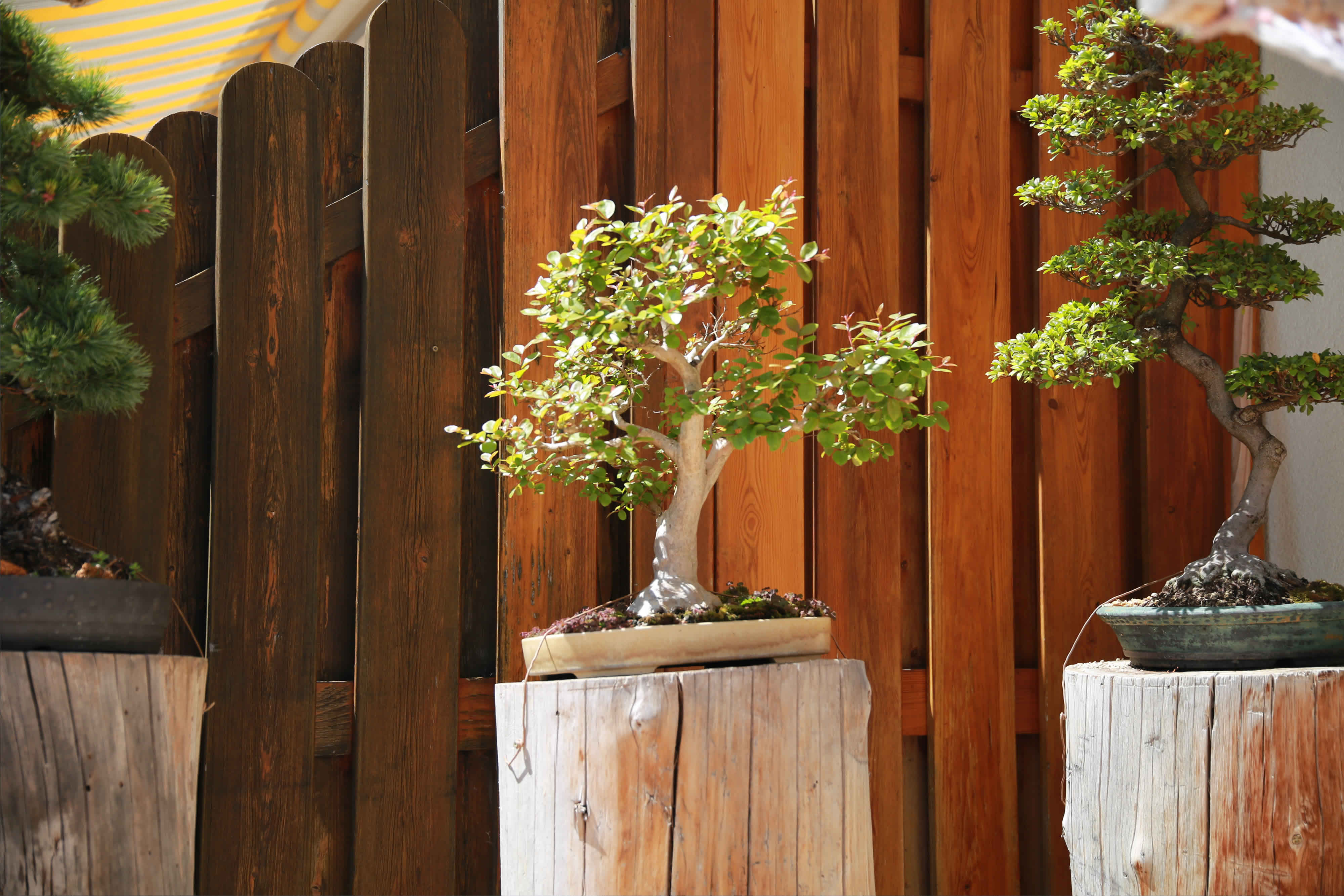 Lagerstrmie Bonsai