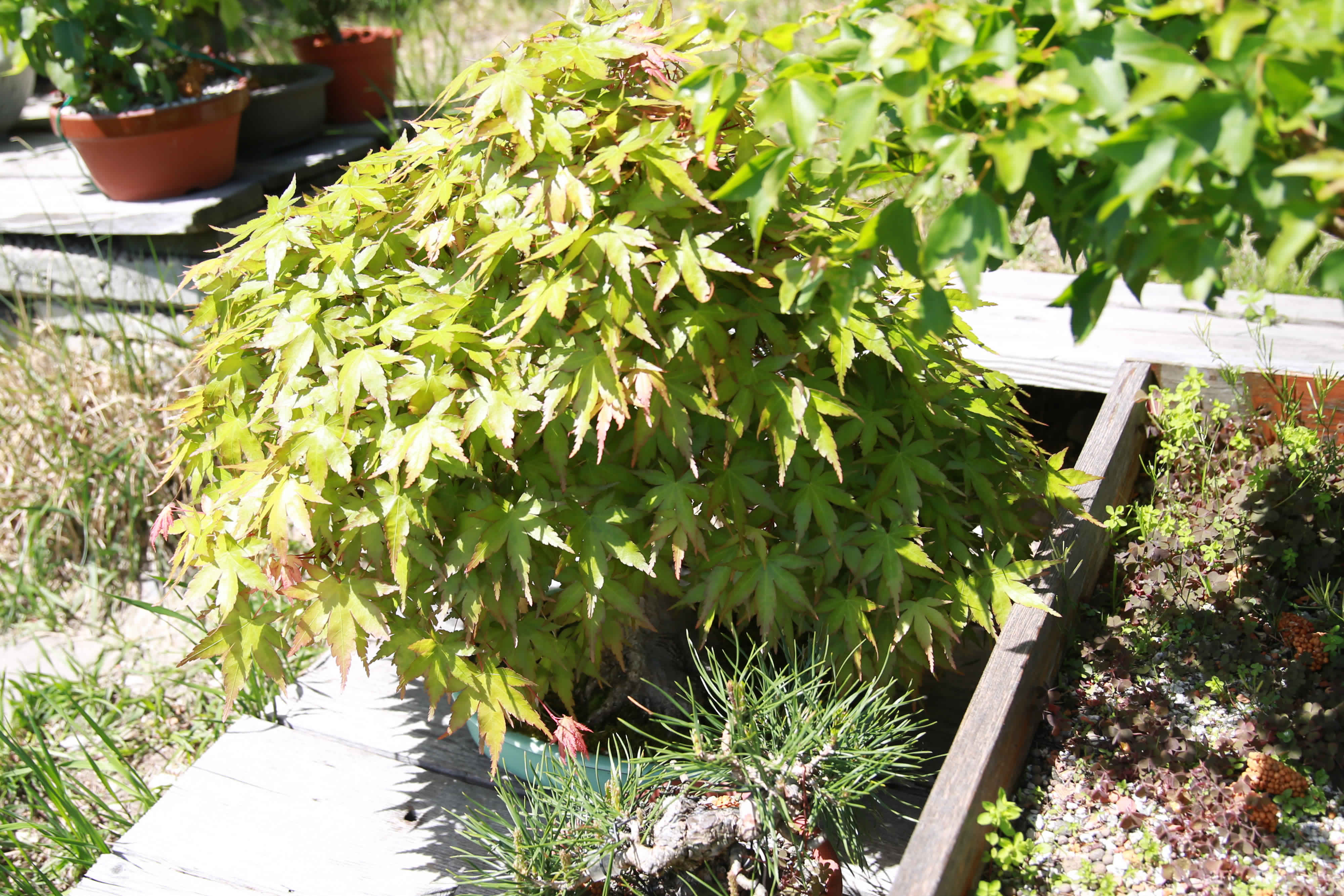 Acer palmatum Bonsai