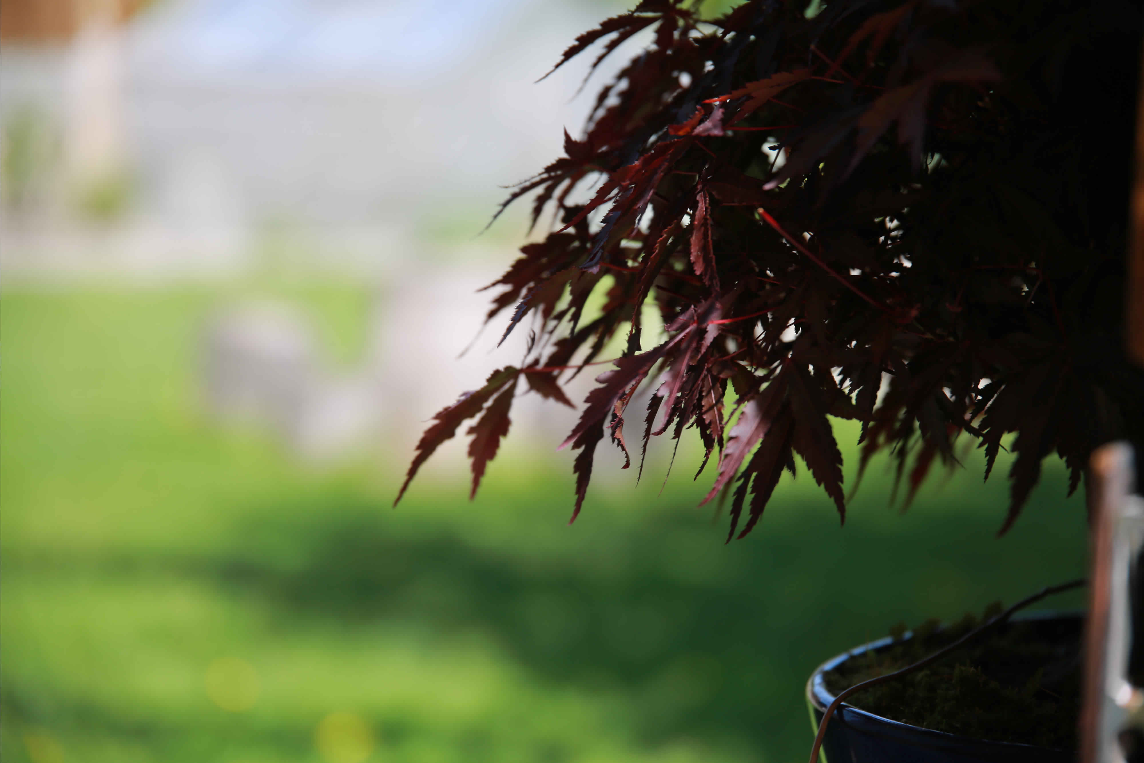 Acer palmatum atropurpureum Bonsai