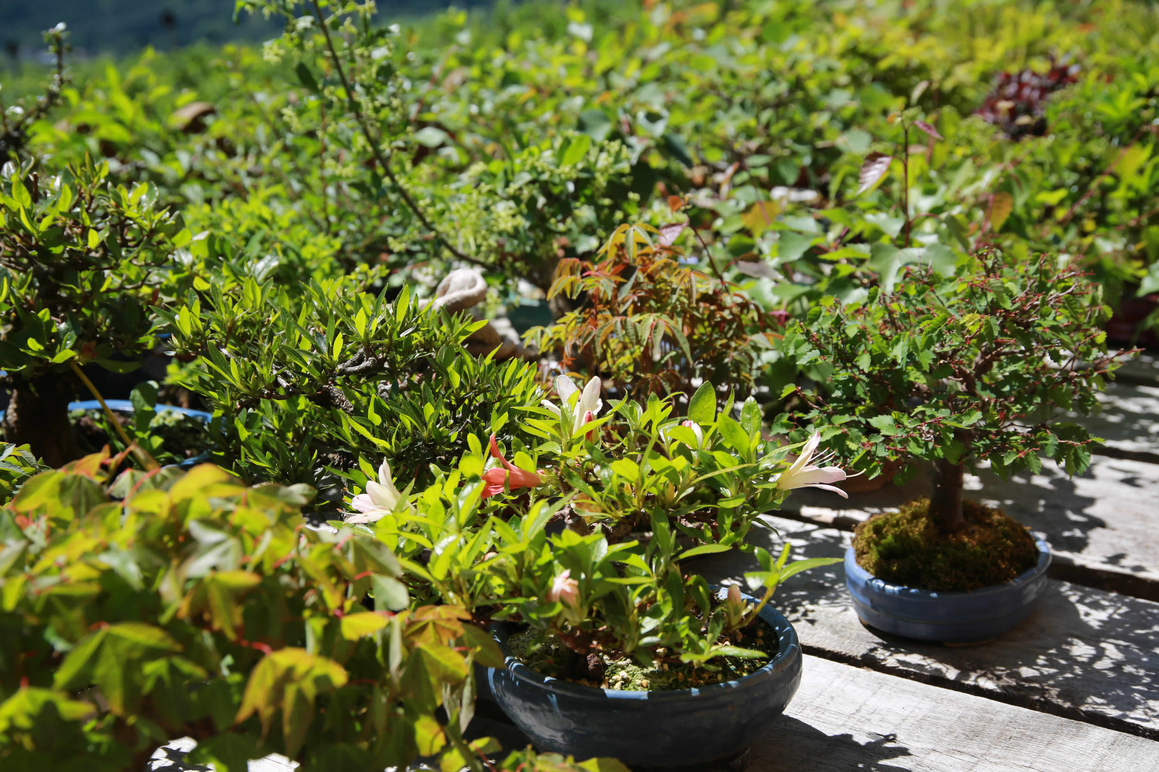 Shohin Zelkova