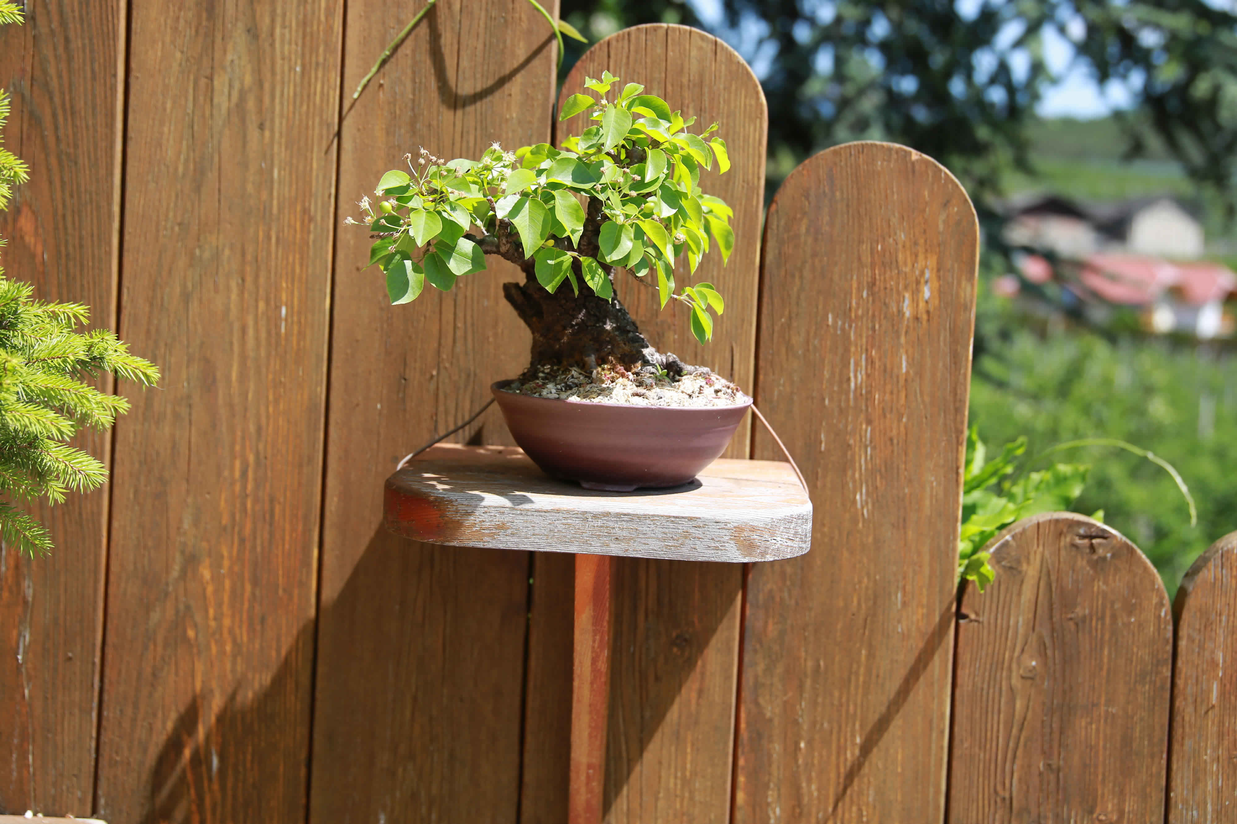 Shohin Prunus mahaleb Steinweichsel