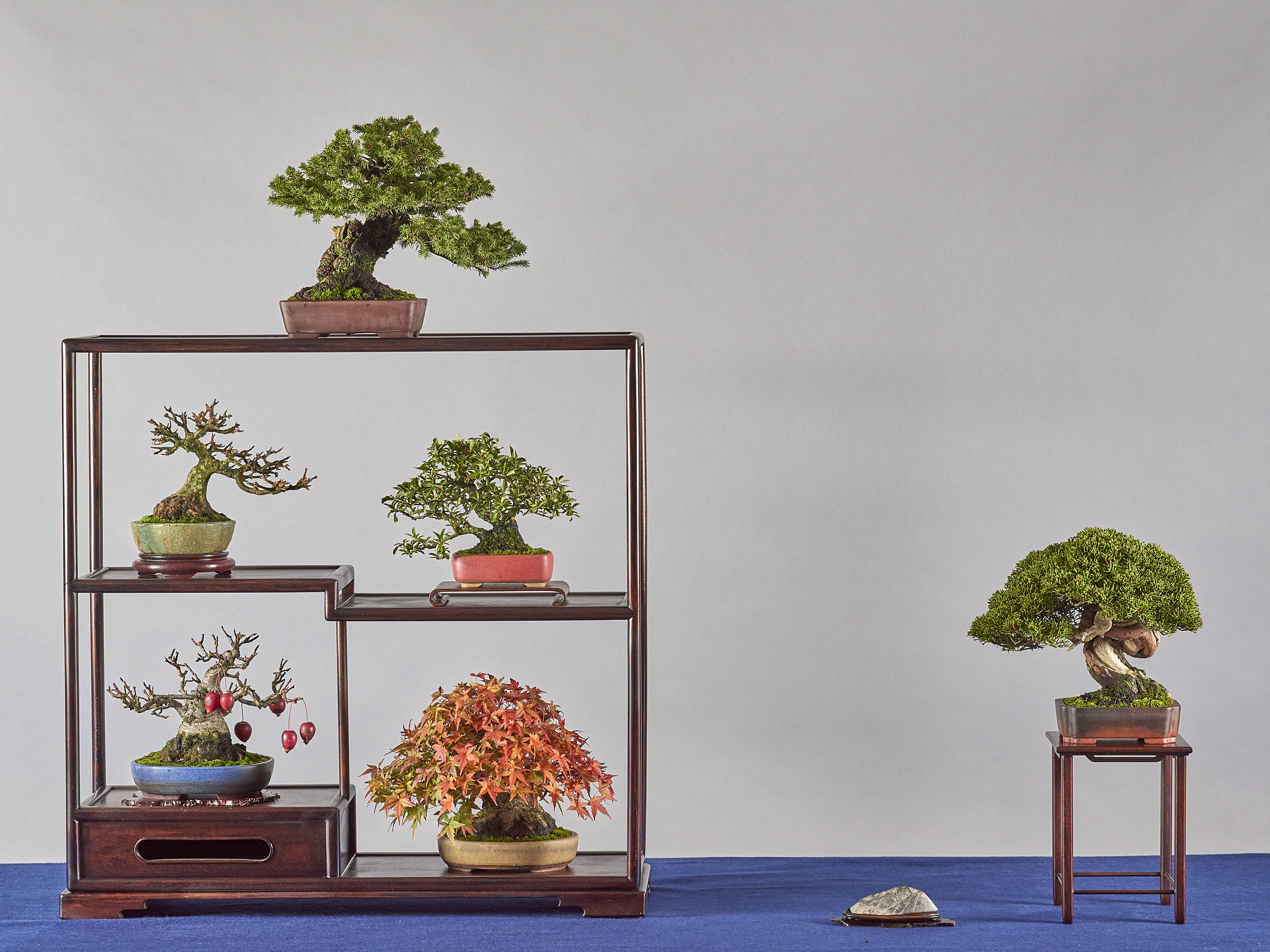 Shohin Bonsai Brixen Italien