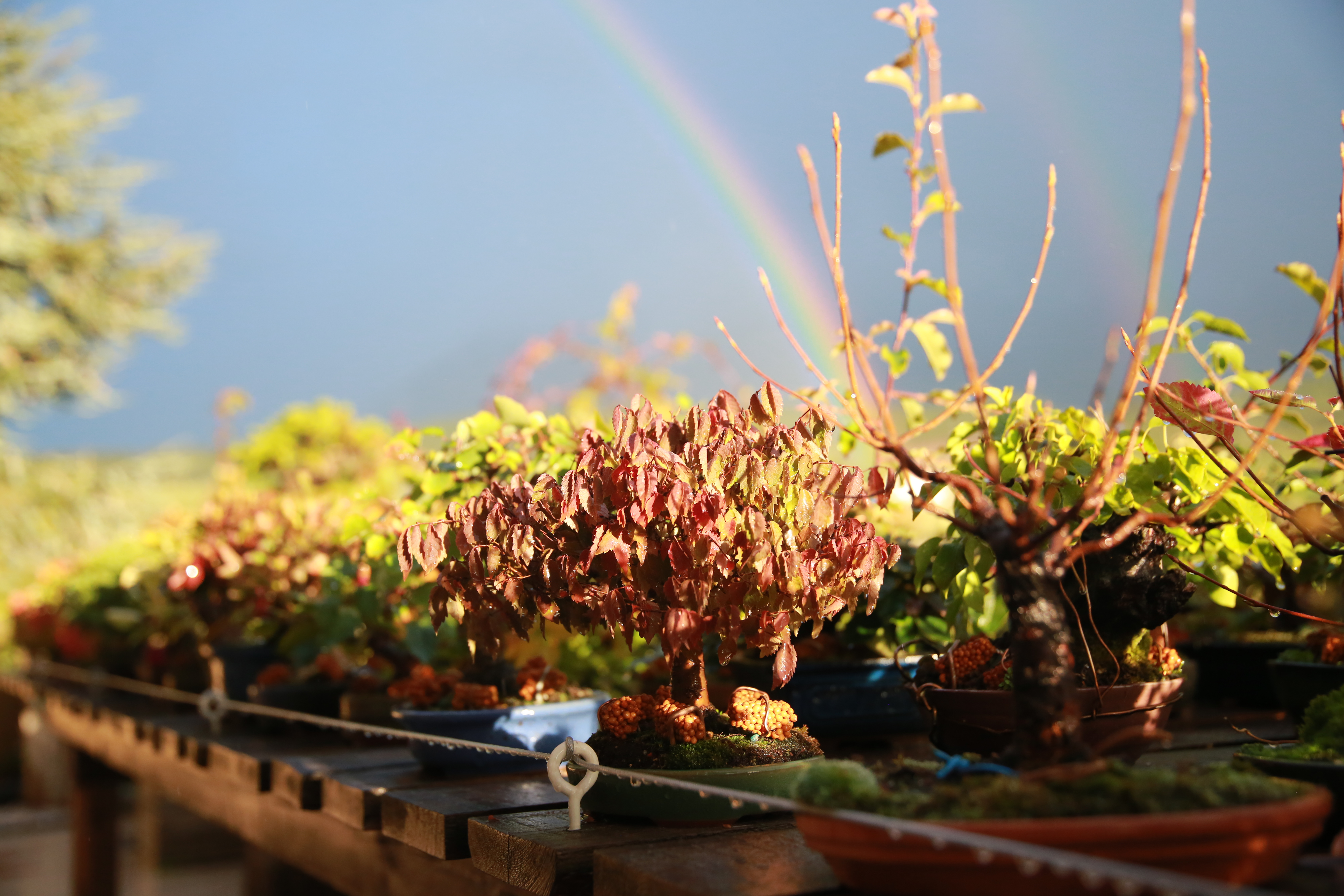 Feedbacks del libro Bonsai Shohin