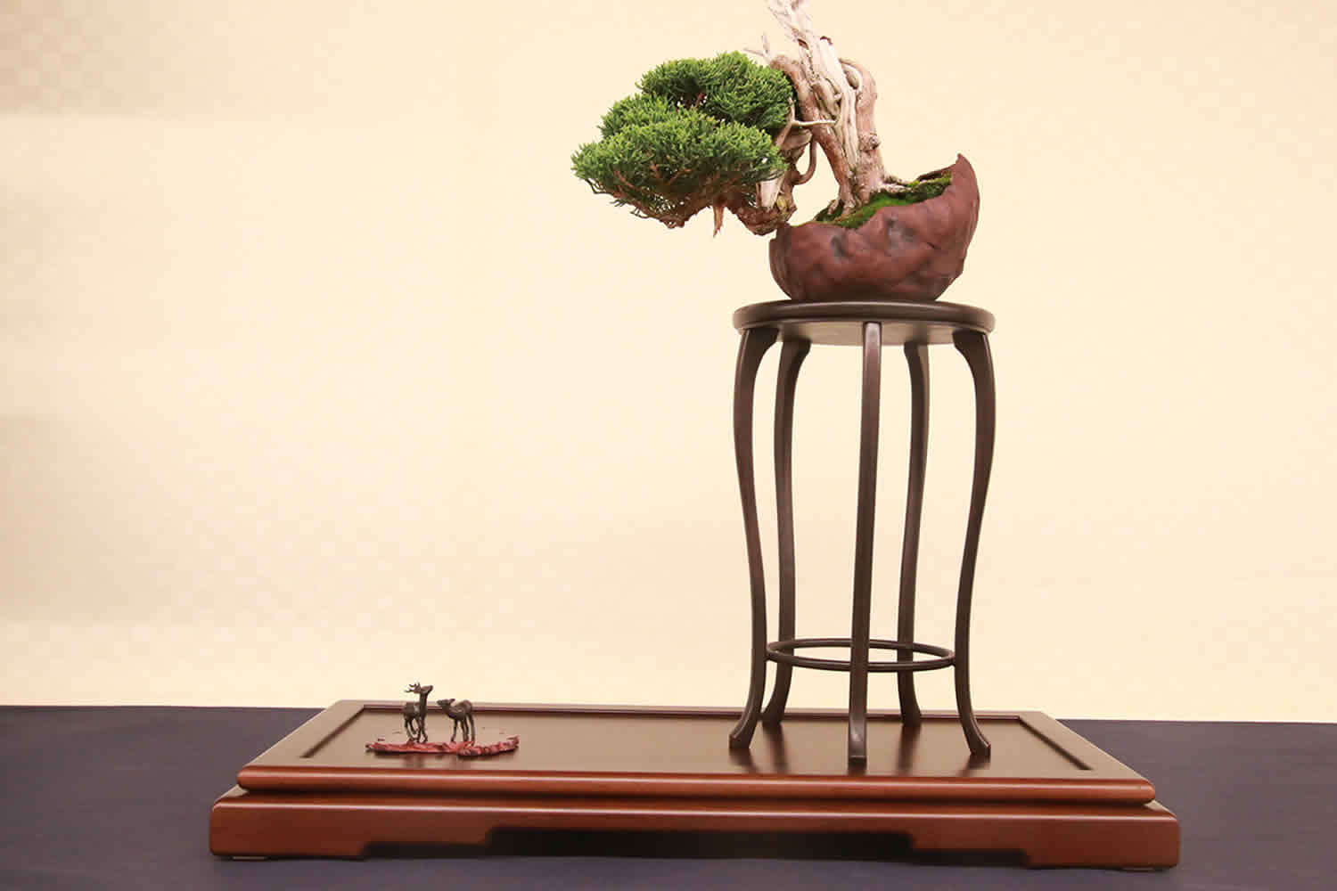 Bonsai Focus